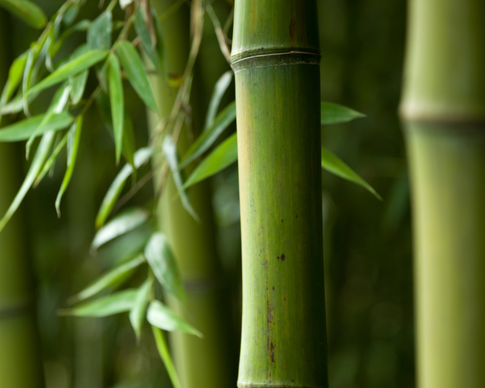 Bambusfasern